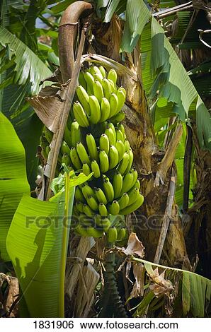 Stock Photograph - Banana tree, San Jose, Costa Rica. Fotosearch