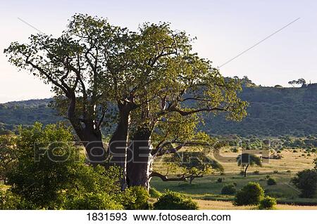 Stock Image - Baobab tree, Tarangire National Park, Tanzania, Africa. Fotosearch