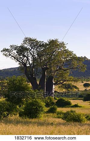 Baobab tree, Tarangire National Park, Tanzania, Africa View Large Photo Image Stock Photograph - Baobab tree, Tarangire National Park, Tanzania, Africa. Fotosearch