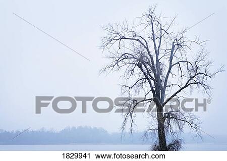 Bare tree by lake View Large Photo Image Stock Image - Bare tree by lake. Fotosearch