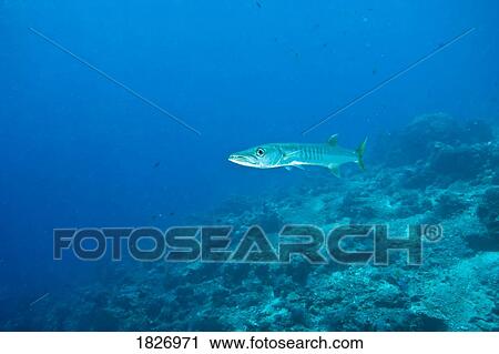 Barracuda, Sipadan Island, Sabah, Malaysian Borneo, Malaysia, Southeast Asia View Large Photo Image Stock Image - Barracuda, Sipadan Island, Sabah, Malaysian Borneo, Malaysia, Southeast Asia . Fotosearch