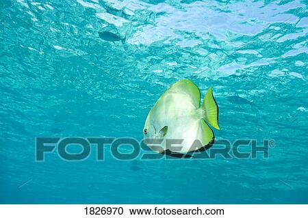 Batfish in water View Large Photo Image Stock Image - Batfish in water. Fotosearch