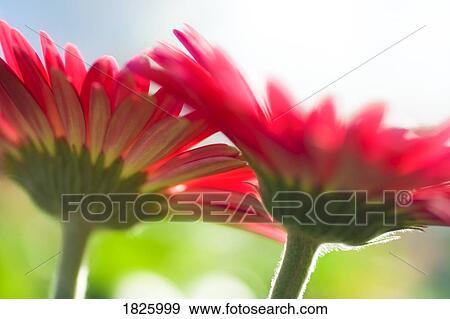 Stock Photo - Beautiful flowers. Fotosearch