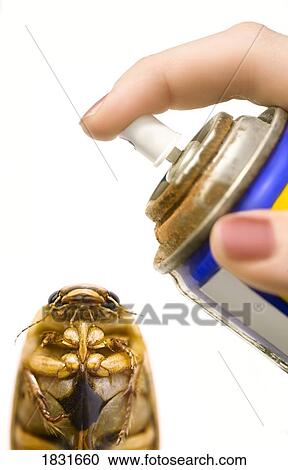 Stock Image - Beetle being sprayed with repellent. Fotosearch