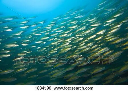Stock Photo - Bigeye Snappers (Lutjanus lutjanus). Fotosearch
