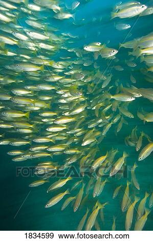 Stock Photo - Bigeye Snappers (Lutjanus lutjanus). Fotosearch