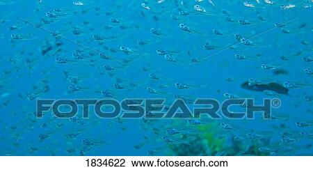 Bigeye sweepers, Similan Islands National Marine Park, Thailand View Large Photo Image Stock Image - Bigeye sweepers, Similan Islands National Marine Park, Thailand. Fotosearch