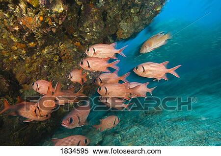 Stock Photography - Bigscale Soldierfish (Myripristis berndti). Fotosearch
