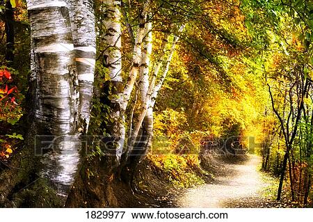 Birch trees and path View Large Photo Image Stock Photo - Birch trees and path. Fotosearch