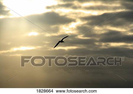 Picture - Bird flying into the sunset. Fotosearch