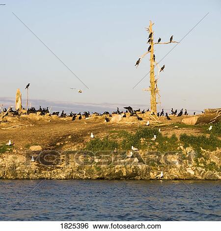 Stock Photograph - Birds by the water. Fotosearch