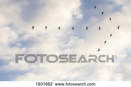 Stock Image - Birds flying in the shape of an arrow. Fotosearch