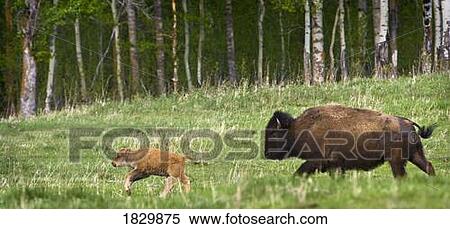 Stock Photography - Bison chasing calf in field. Fotosearch