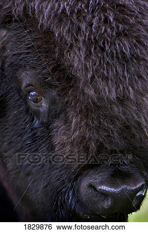 Stock Photograph - Bison, close up. Fotosearch