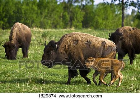 Bisons in field View Large Photo Image Picture - Bisons in field. Fotosearch