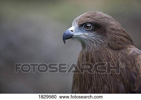Black Kite (Milvus migrans) View Large Photo Image Stock Image - Black Kite (Milvus migrans). Fotosearch
