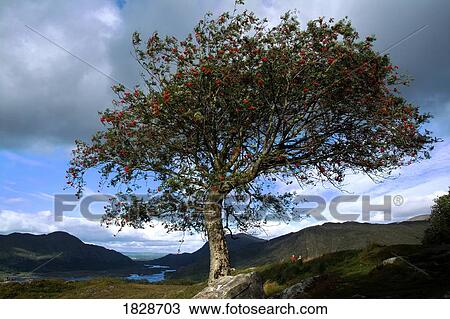 Stock Image - Blossoming tree in Killarney, Co Kerry, Ireland. Fotosearch