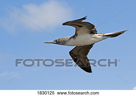 Blue-footed Booby in flight View Large Photo Image Stock Photography - Blue-footed Booby in flight. Fotosearch