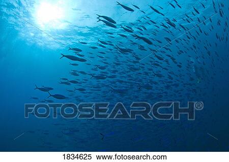 Stock Photography - Blue Fusiliers, Similan National Marine Park, Thailand. Fotosearch