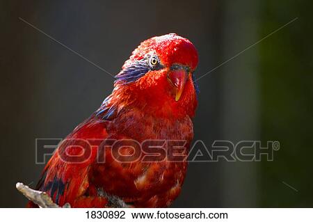 Stock Image - Blue streaked lory. Fotosearch