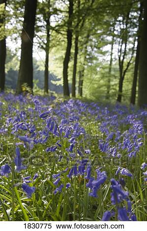 Stock Photography - Bluebells along the forest floor. Fotosearch