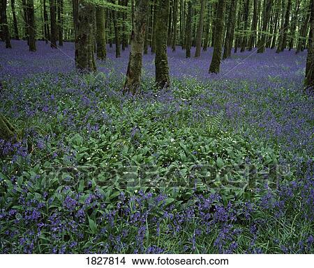 Picture - Bluebells on a forest floor. Fotosearch