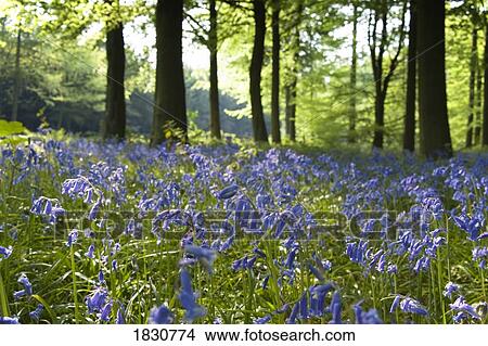 Picture - Bluebells on forest floor. Fotosearch