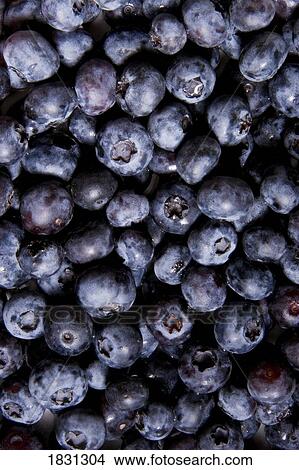 Picture - Blueberries. Fotosearch