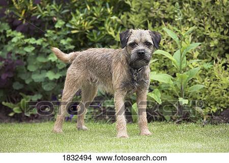 Picture - Border Terrier. Fotosearch