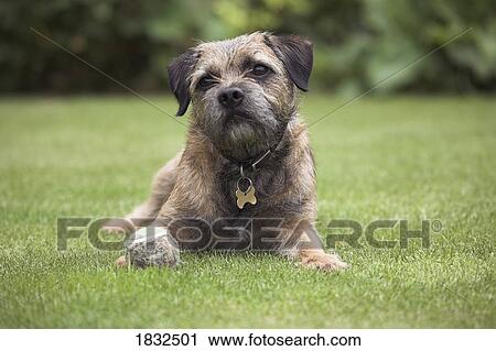 Stock Image - Border Terrier. Fotosearch