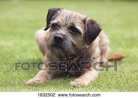 Stock Image - Border Terrier. Fotosearch