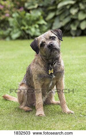 Stock Image - Border Terrier. Fotosearch