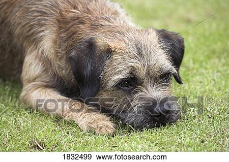 Border Terrier View Large Photo Image Stock Photo - Border Terrier. Fotosearch