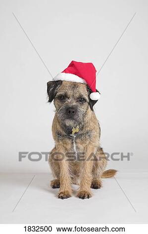 Border Terrier Wearing A Santa Hat View Large Photo Image Stock Image - Border Terrier Wearing A Santa Hat. Fotosearch
