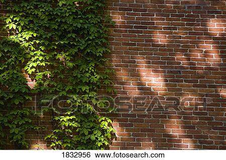 Stock Photograph - Brick wall with vines. Fotosearch