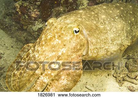 Stock Image - Broadclub Cuttlefish. Fotosearch