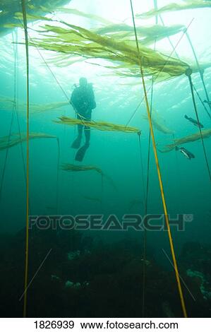 Browning Passage, scuba diving, Northern Vancouver Island, British Columbia, Canada View Large Photo Image Stock Photo - Browning Passage, scuba diving, Northern Vancouver Island, British Columbia, Canada . Fotosearch