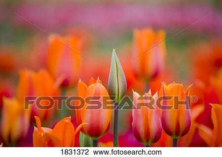 Stock Image - Budding and blooming tulips. Fotosearch