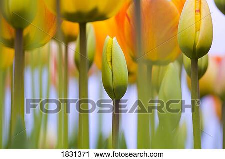 Budding tulips View Large Photo Image Stock Image - Budding tulips. Fotosearch
