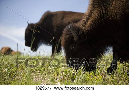Stock Photo - Buffalo grazing in a field. Fotosearch
