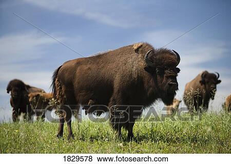 Buffalo in a field View Large Photo Image Stock Photo - Buffalo in a field. Fotosearch