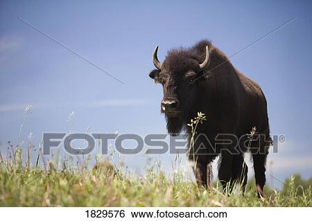 Stock Photograph - Buffalo in a field. Fotosearch