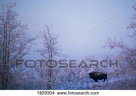 Buffalo in snowy woods View Large Photo Image Picture - Buffalo in snowy woods. Fotosearch