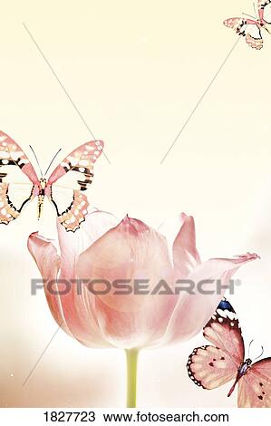 Butterflies and tulips View Large Photo Image Stock Image - Butterflies and tulips. Fotosearch