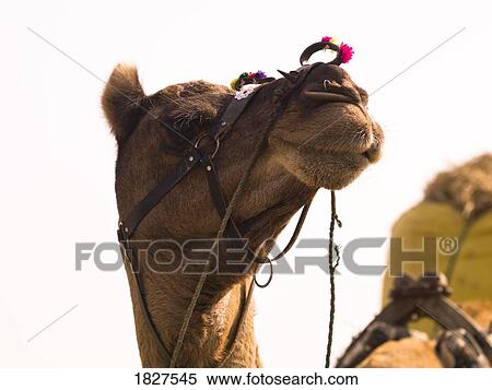 Stock Photography - Camel, Rajasthan, India . Fotosearch