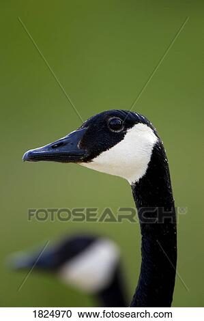 Canada goose View Large Photo Image Stock Image - Canada goose. Fotosearch