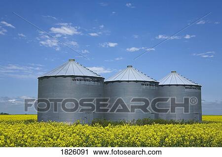 Canola field in Saint Agathe, Winnipeg region, Manitoba, Canada View Large Photo Image Stock Image - Canola field in Saint Agathe, Winnipeg region, Manitoba, Canada . Fotosearch