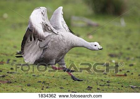 Stock Image - Cape Barren Goose, Cereopsis novaehollandiae, Kangaroo Island, Australia . Fotosearch