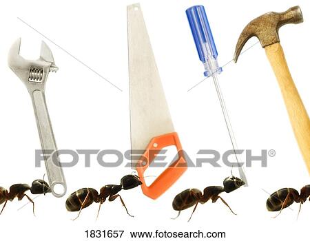 Carpenter ants (Camponotus pennsylvanicus) View Large Photo Image Stock Photo - Carpenter ants (Camponotus pennsylvanicus). Fotosearch