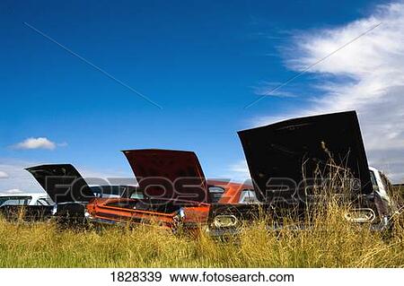 Stock Photo - Cars in a junkyard with their trunks open. Fotosearch